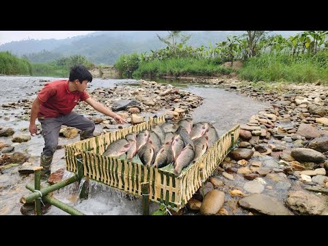 The boy caught a large haul of carp in his bamboo trap.