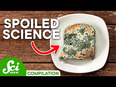 What Happens When Food Goes Bad?