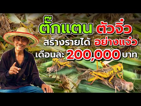 การเลี้ยงตั๊กแตน ตัวจิ๋วสร้างรายได้อย่างเเจ๋ว‼️เดือนละ 200,000 บาท ดูคลิปนี้จบ⁉️เลี้ยงได้ทันที