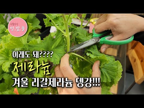 제라늄,리갈제라늄 이 겨울에 뎅강?? #리갈가지치기