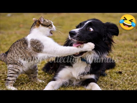 FUNNIEST Cats & Dogs Compilation 😂 | Try Not To Laugh