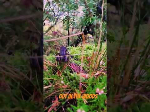 Met a new friend but he ran away