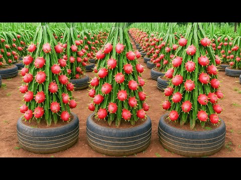 Old Tires, Grow Red Dragon Fruit and Enjoy the Sweet Fruits