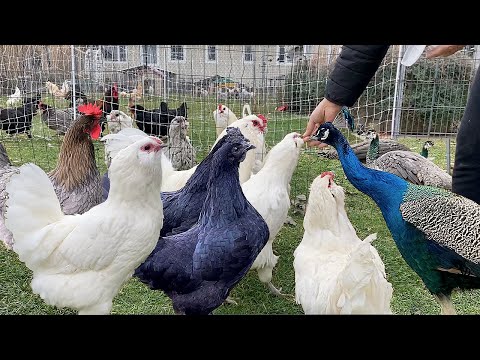 🔥 Sick Chickens? 8 Essential Steps for a Healthy Flock - Raising Organic Poultry the Right Way