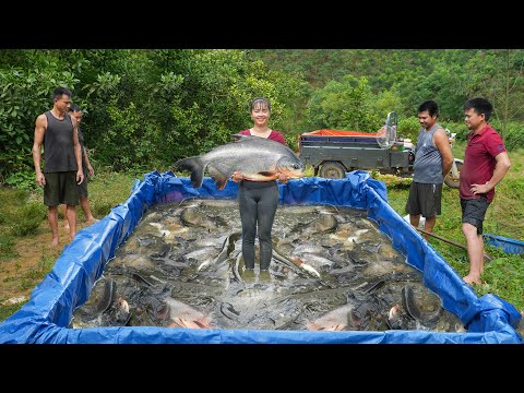 Drag The Net To Catch Many Big Fish In The Lake - Use Truck Transport Big Fish Go To Sell