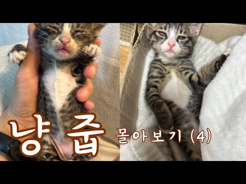 많이 아팠던 고양이가 이렇게 건강해졌어요