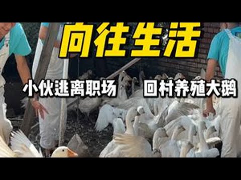 小伙逃离职场内卷，回家继承父母养殖的大鹅，这种养养鹅，种种菜，逗逗狗的乡村生活是你们想要的吗？#计时工牌油污净 #厨房重油污 #家政 #年底大扫除
