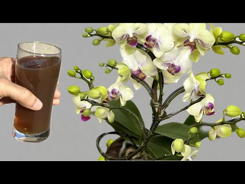 Tôi đổ 1 ly vào rễ! Cây lan lập tức nở hoa quanh năm theo cách dễ này