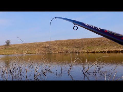 Wow, and it clicks! An unexpected boar from the snags! A fisherman with the catchiest tackle!