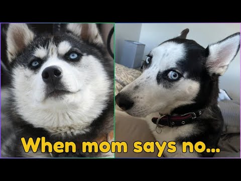 100% Hilarious HUSKY Fails and Funny Moments [#7]