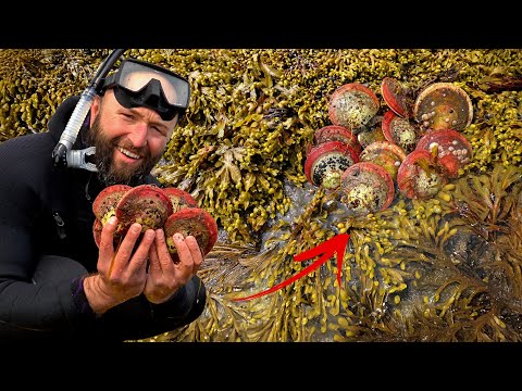 Coastal Foraging for the Red Lip Scallop | Catch n' Cook