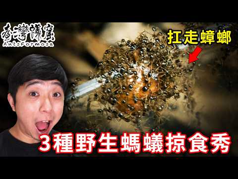 【全新企劃】野生螞蟻掠食秀｜大黑巨山蟻、吉悌細顎針蟻、多樣寡家蟻的掠食行為｜【臺灣蟻窟】