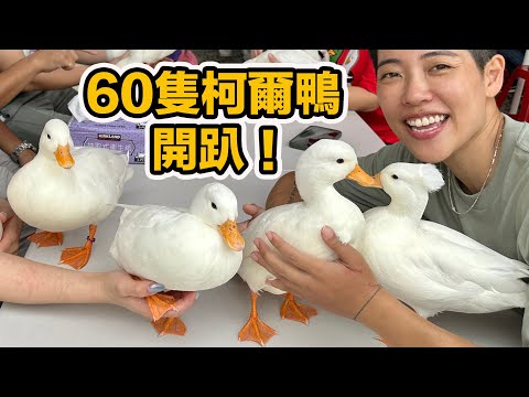 台灣最大柯爾鴨聚!飼主們帶著鴨鴨交朋友~各種可愛爆擊 阿飛交際初體驗!
