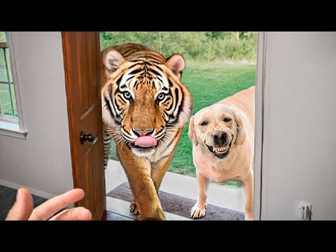 When Your Pet Brings Home a Friend