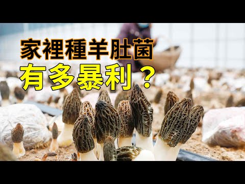 如何種植羊肚菌？吃上一次，難忘一輩子！