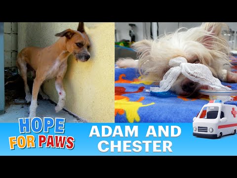 Two dogs were victims of a hit-and-run (broken legs, broken pelvis, collapsed lung) π