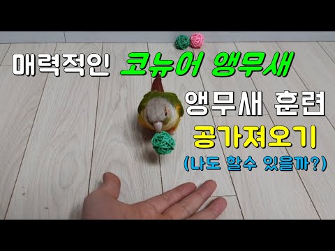 앵무새 훈련(parrot training) - 공가져오기 훈련(코뉴어훈련시키기)