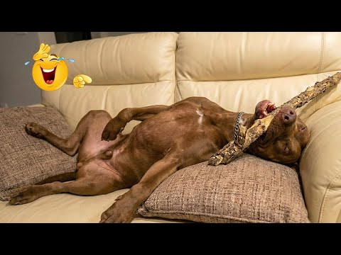 HILARIOUS DOGS Being Weird π€ͺ NEW Funniest Dogs Video 2026
