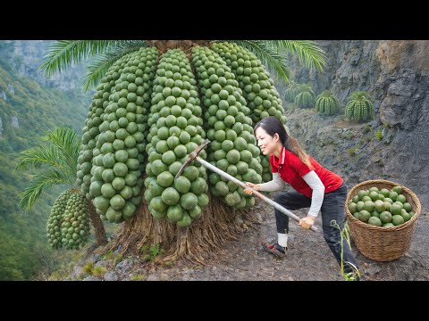 Harvesting Giant Hard Wild Fruit Clusters on Cliffs, Fire Roasting Whole | Unique Forest Dish