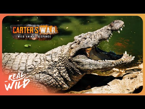 CROCODILE ATTACK: Trapping the Man-Eating Zambezi Croc | Carter's WAR