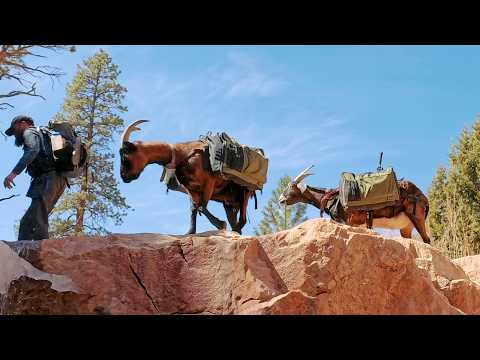 Camping Red Rock Desert with Pack Goats and Dogs in Sand-Stone Canyon Firebox Stove Cooking & Baking