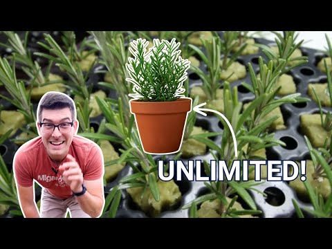 This Infinite Free Plant Hack is SO SIMPLE (Greenhouses Will Hate Me)