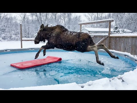 Try Not To Laugh 😂 Best Funny Cats and Dogs Videos 2026 😽🐶 Part 5