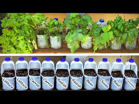 GROW Vegetables in MILK Bottles and SAVE Money