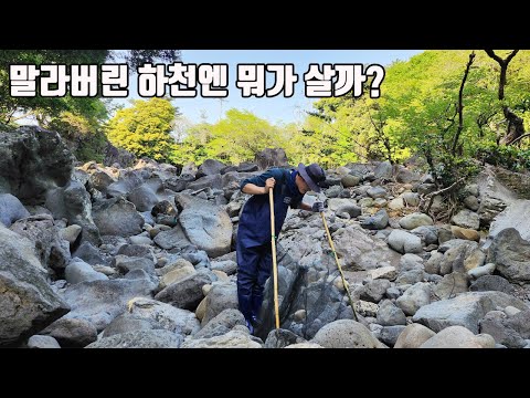 What creatures live in Jeju Island's dried-up rivers? (ft. Rescuing dying fish)