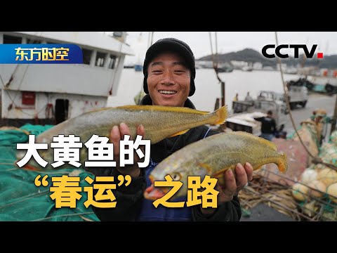 活力中国·年味上线 大黄鱼的“春运”之路 | CCTV「东方时空」