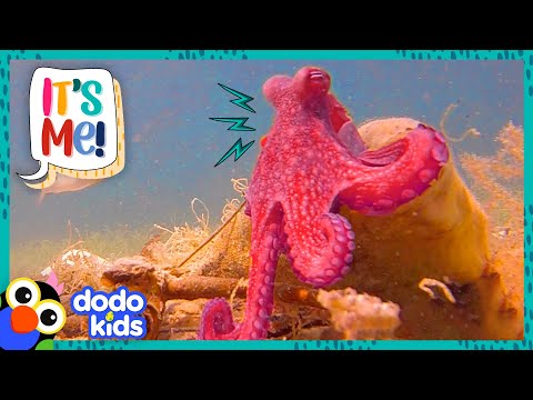 Meet A Bunch Of Goofy Animals Who Are Best Friends With Humans! | 30 Minutes Of Animals | Dodo Kids