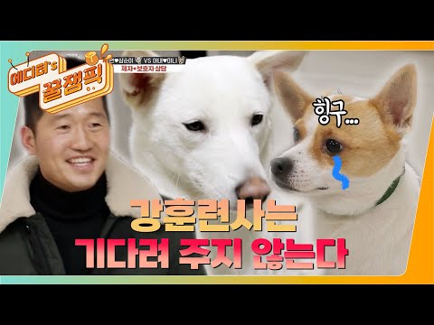 [#개는훌륭하다] 견생 최대 위기! 강훈련사 특단의 조치? 믹스견 '미니' 🐶ㅣKBS 220207 방송
