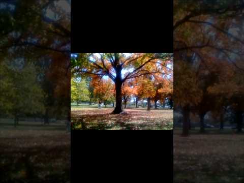 This is what video from the first iPhone looks like ๐๏ธ #iphone2g #vintageapple