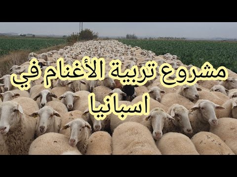 ما هي ارباح مشروع الغنم في اسبانيا كل سنه☝️