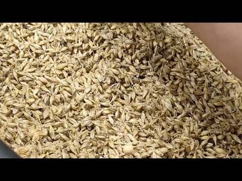 Готовим солод из зерна, максимально просто и эффективно.