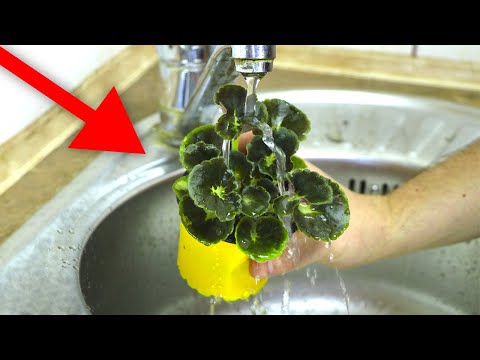 HOW TO WASH A VIOLET? 3 BEST WAYS!