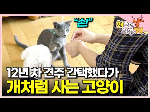 "No, cats eat dog food and get trained?" I met a veteran dog owner who had only raised dogs all h...