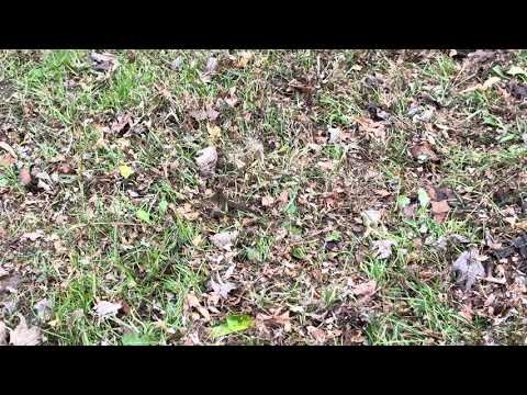 Checking out this piranha deck on my 1996 John Deere LX178