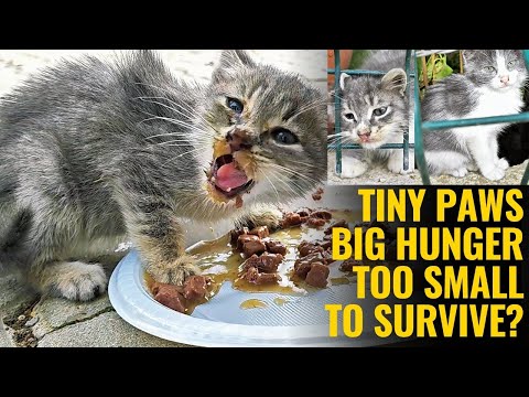 We Found 3 Starving Kittens on the Street - Watch Them Eat for the First Time
