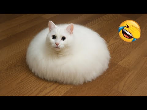 Try Not to Laugh 😂 The Funniest Animals 😹🐶 Part 13