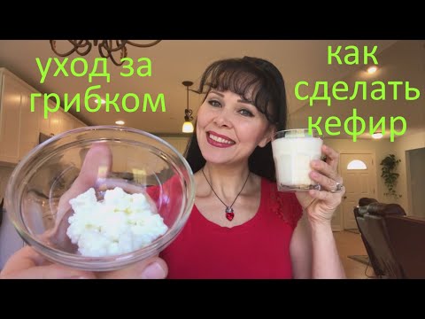 How to make kefir. Milk mushroom care and maintenance (kefir mushroom, Tibetan milk mushroom). 3 ...