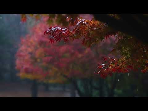 [ととのい映像]ととのいステーション 秋／さふぃスパ舞子「シーサイドホテル舞子ビラ神戸」