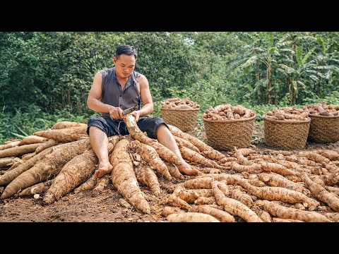 Primitive Farming: How to Harvest Cassava Roots, Dry & Store Them for Long-term Preservation