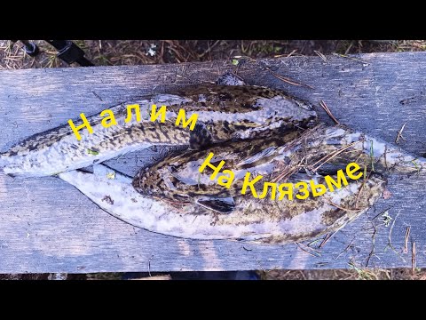 Налим в ноябре на живца 