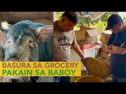 Basura sa Grocery - Expired Goods Pakain sa Baboy, Kikita ng Malaki sa Hog Farming