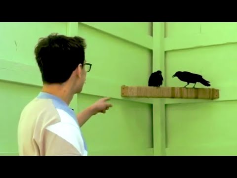 PointCrow Points Crow