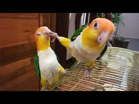 I Wanted a Parrot, But God Gave Me a Comedian! 🤣 Funniest Parrots Video