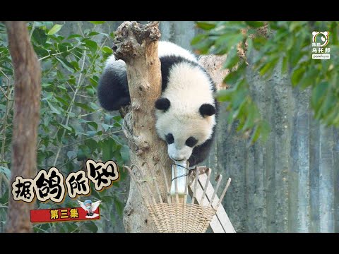 瓶瓶奶VS母乳，究竟谁更胜一筹？｜据鸽所知3