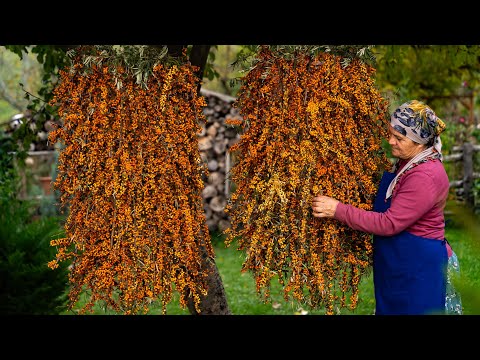 🌱 Nature's Bounty: Harvesting Wild Sea Buckthorn and Making Treats