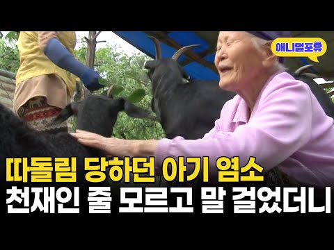[풀버전] 94살 할머니가 데려온 아기염소, 알고보니 천재 염소다! I KBS 반려동물극장 단짝 2015 방송